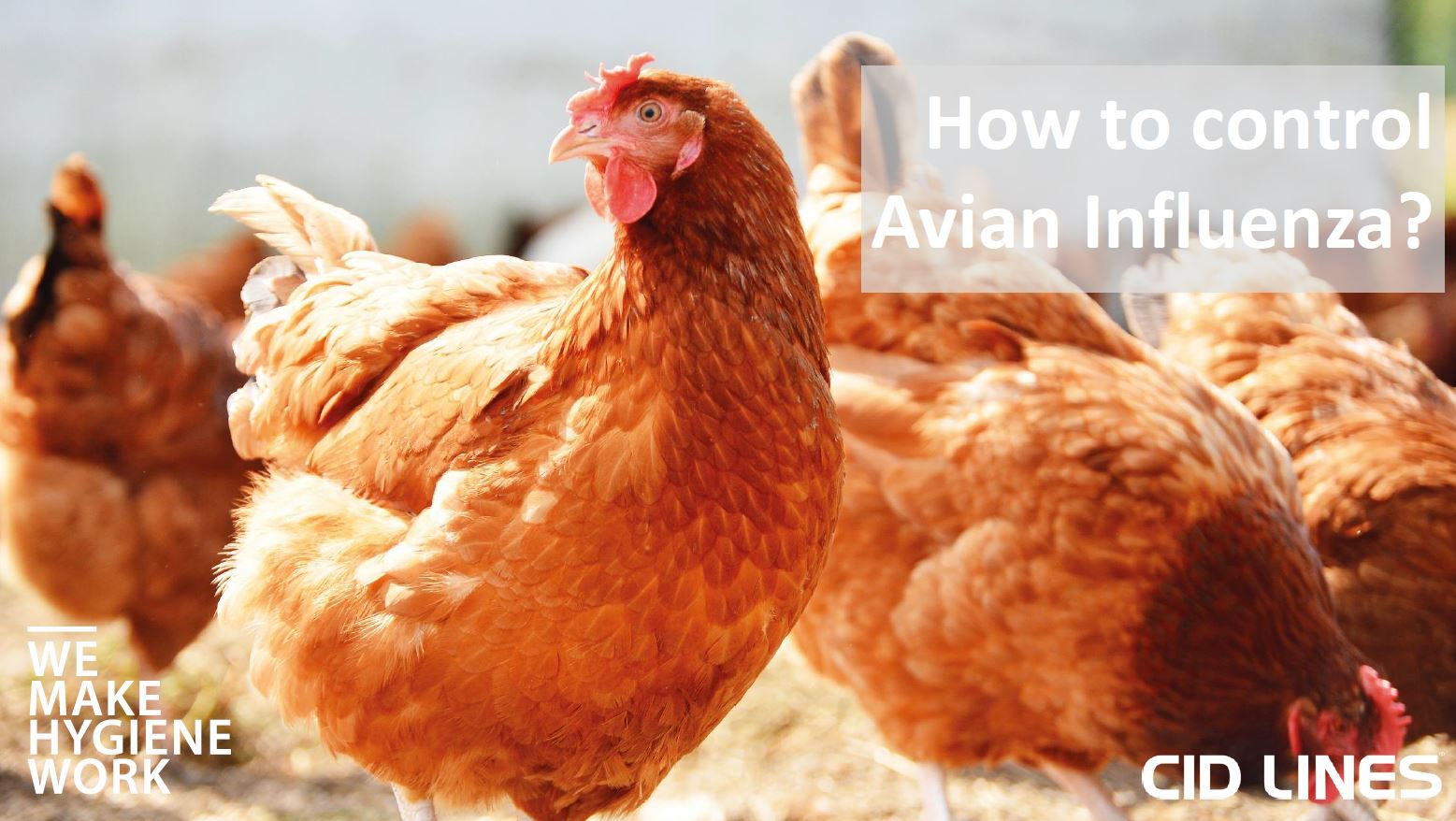 Avian Influenza