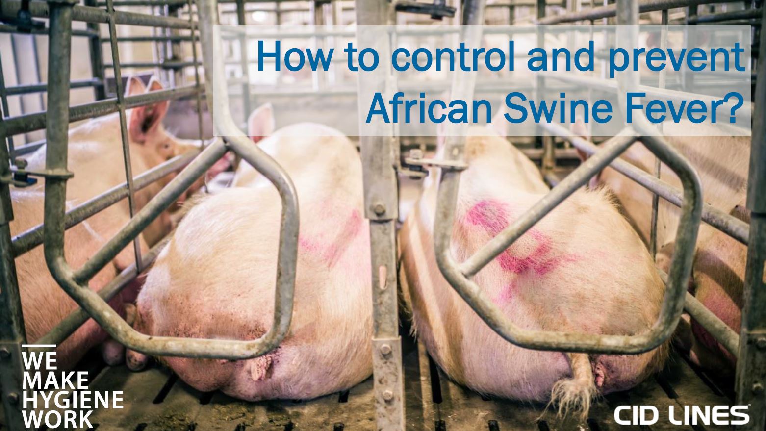 African Swine Fever