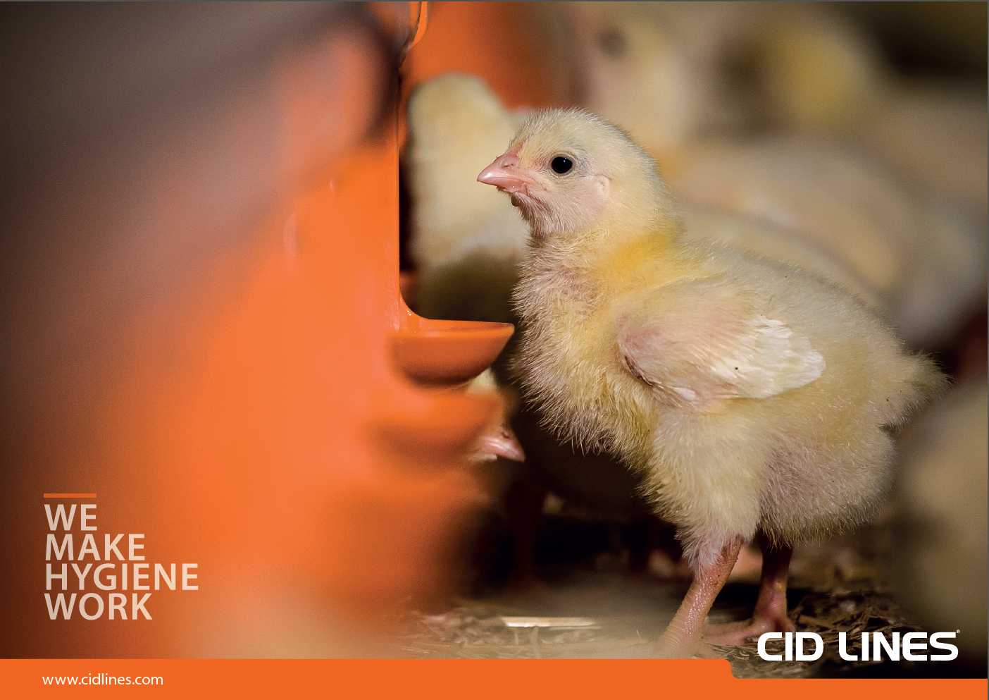 Poultry campaign image