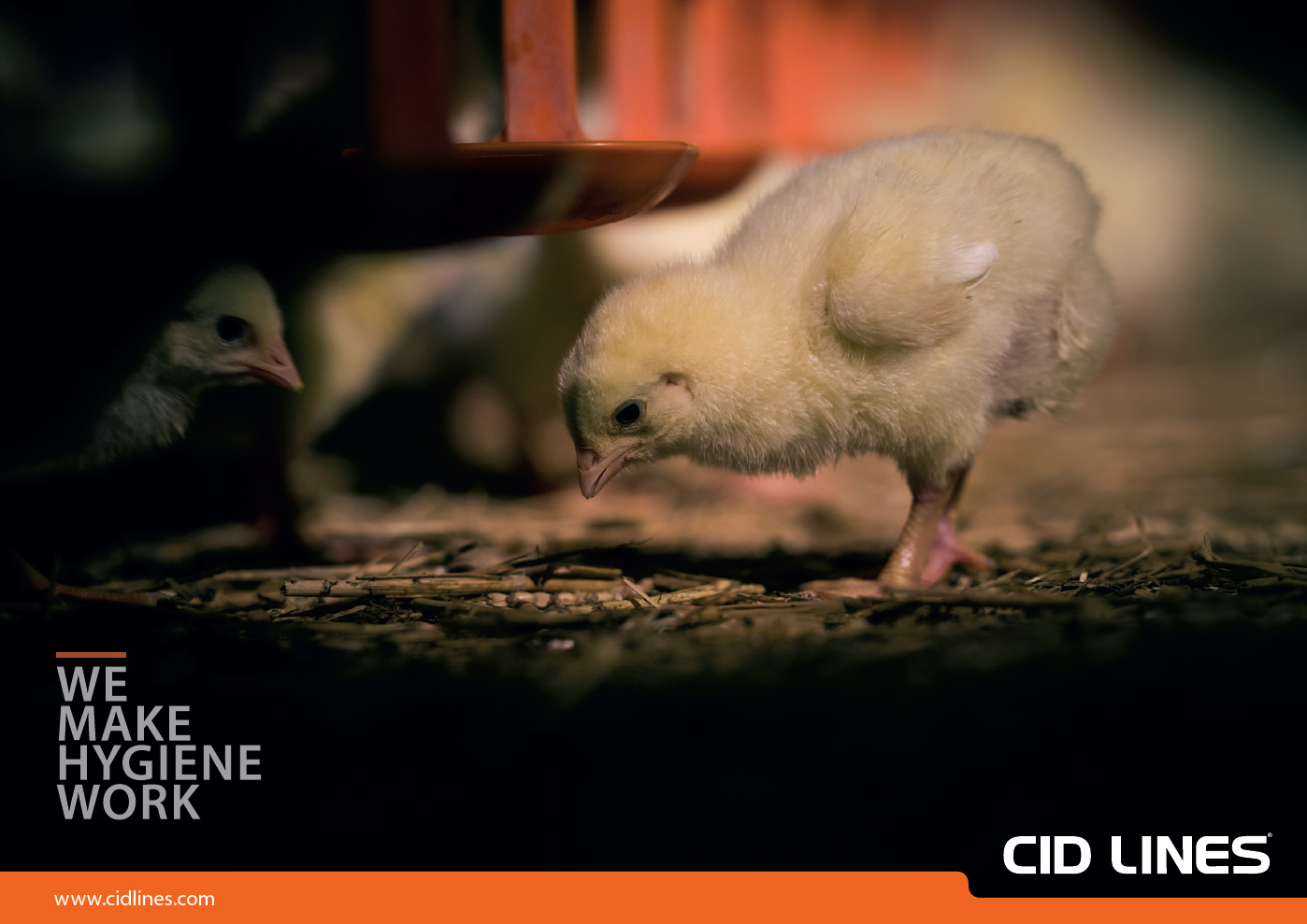 Poultry campaign image