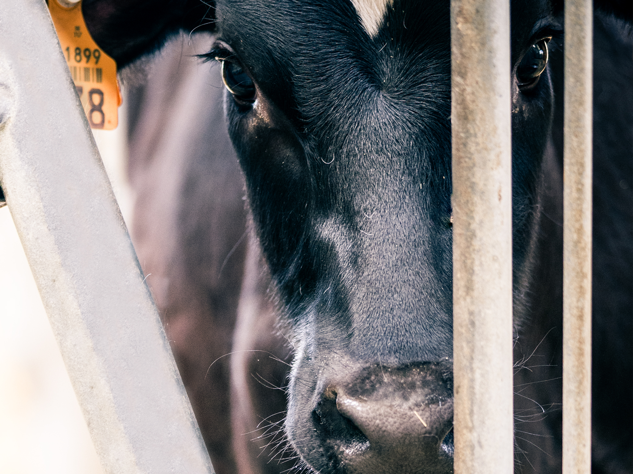 Vaches laitières