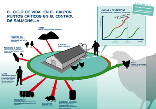 Salmonella control program