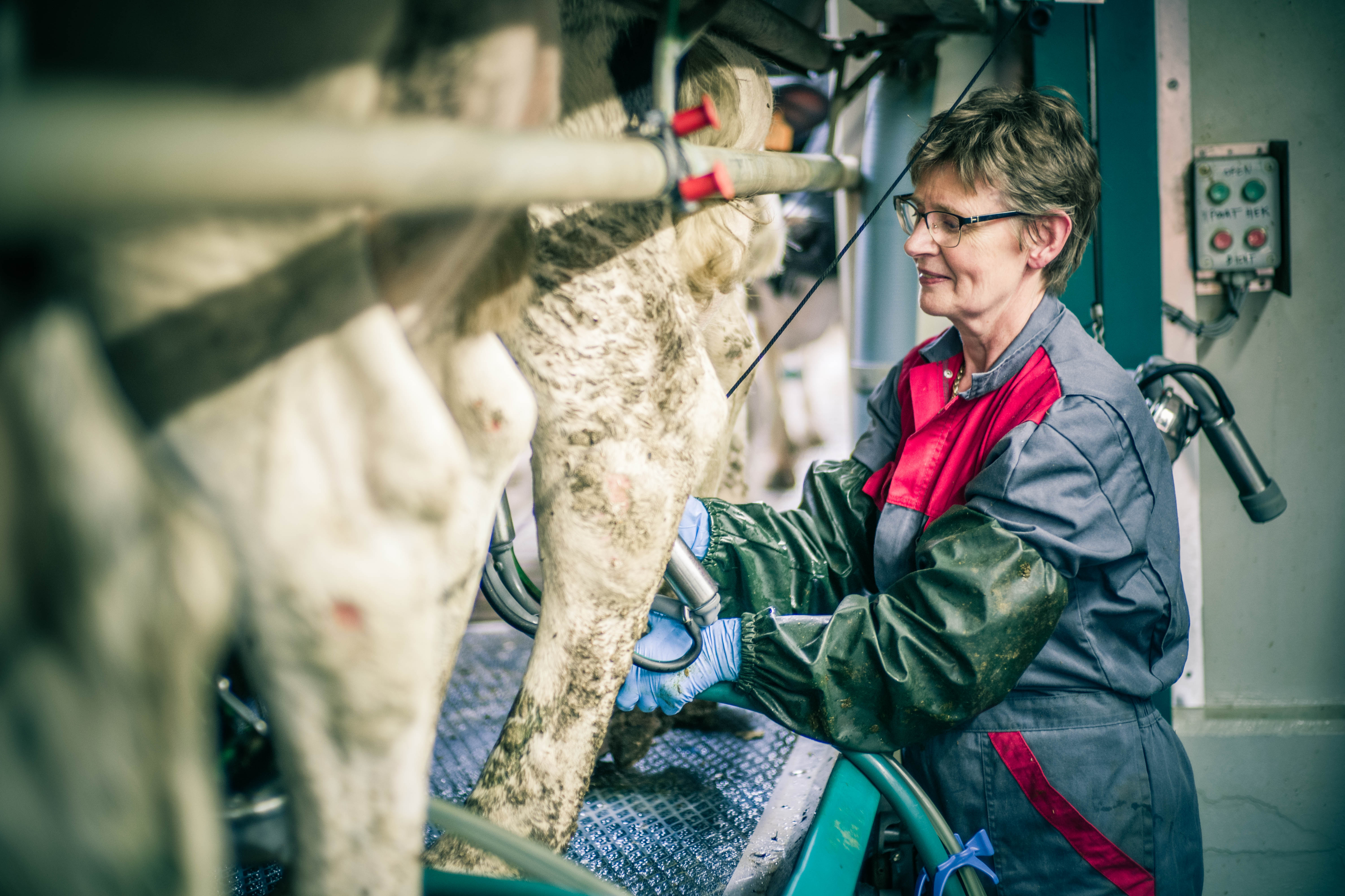 Veel voorkomende fouten tijdens het melken - Deel 2