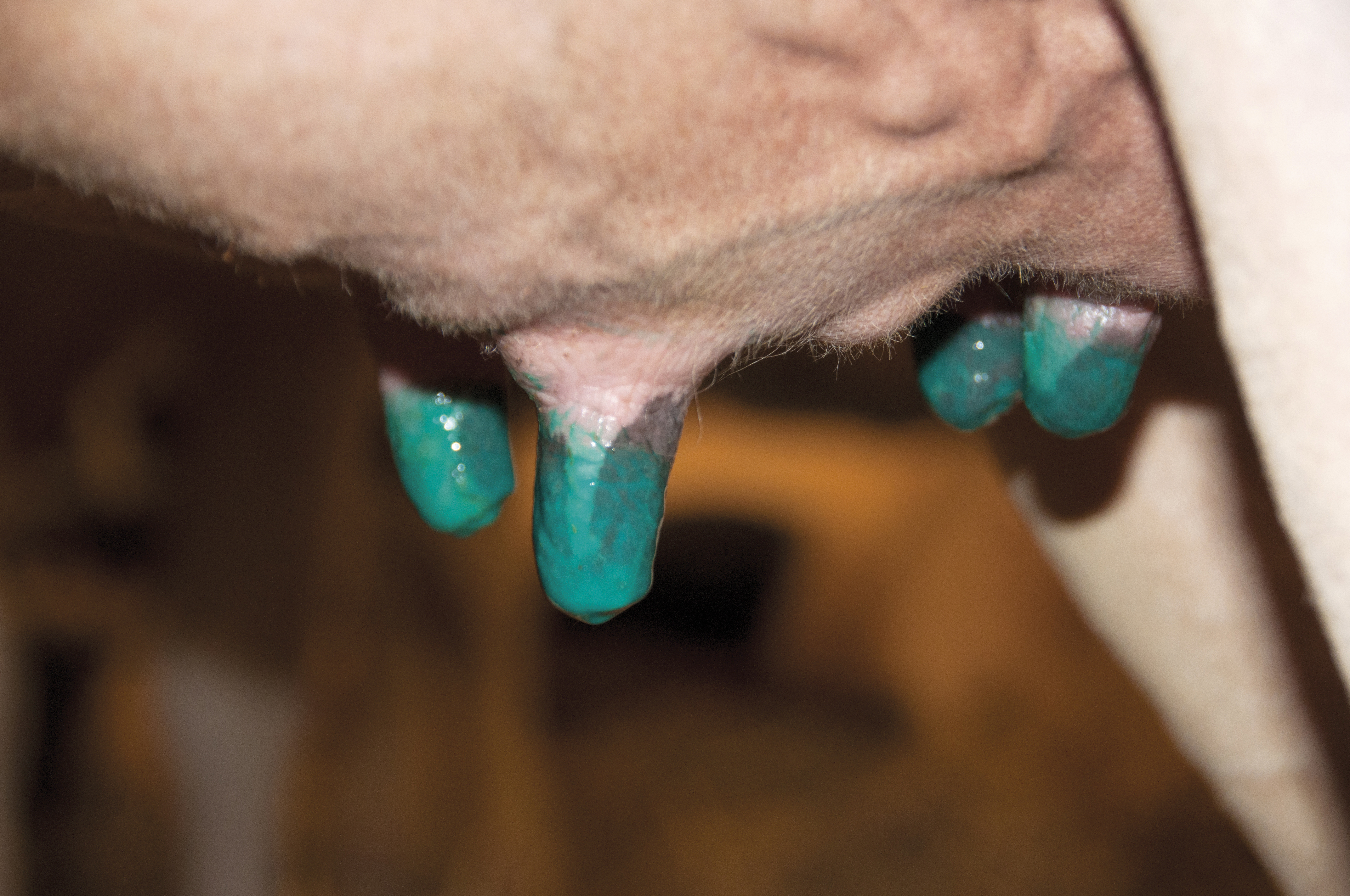 Mastitis can be managed!