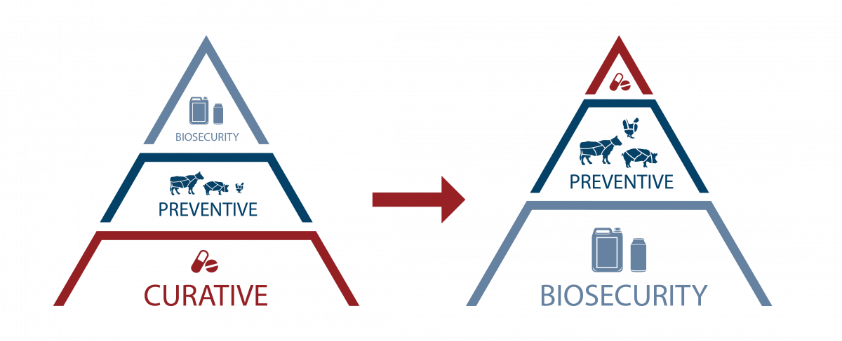 Antibiotica reductie in België