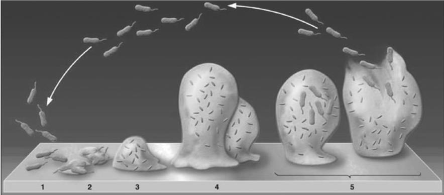 Biofilmvorming in de voedingsindustrie