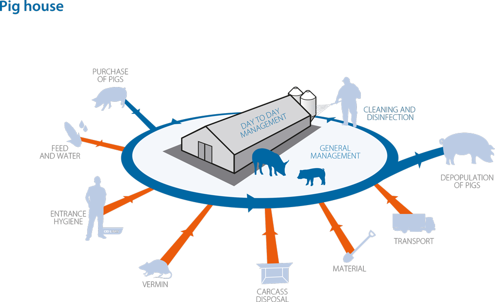 Critical points on the pig farm: Daily operations