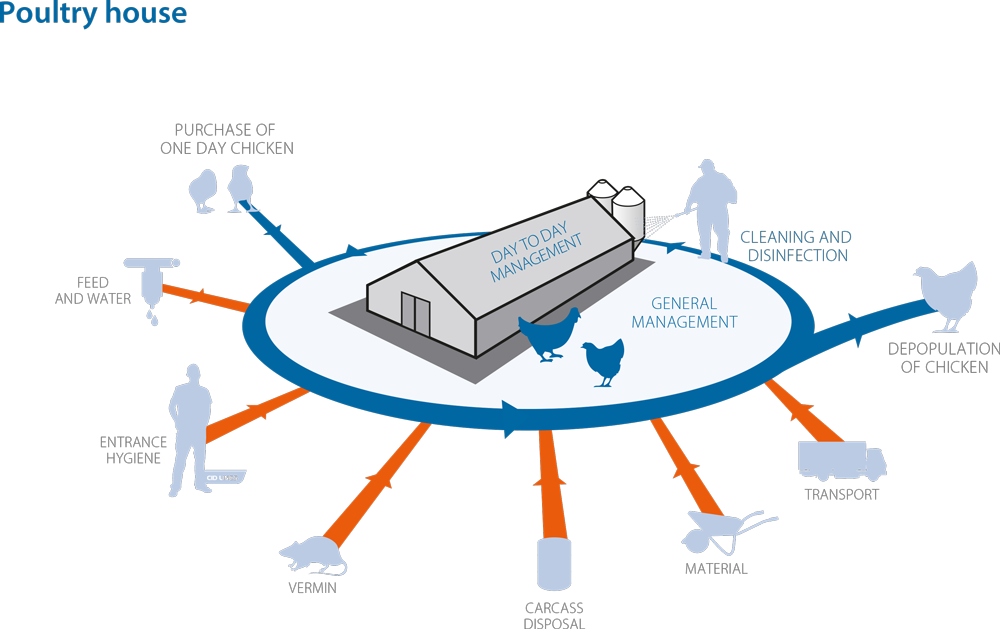 Critical points on the poultry farm: Day-to-day management