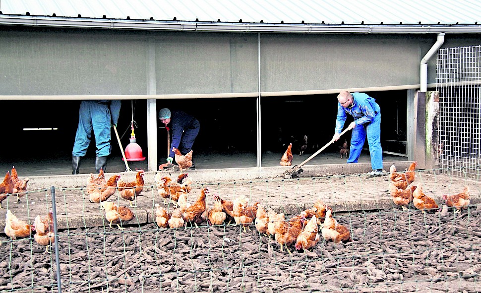 Artikel uit Pluimveehouderij "Droog reinigen bestaat niet" door Guido de Bree